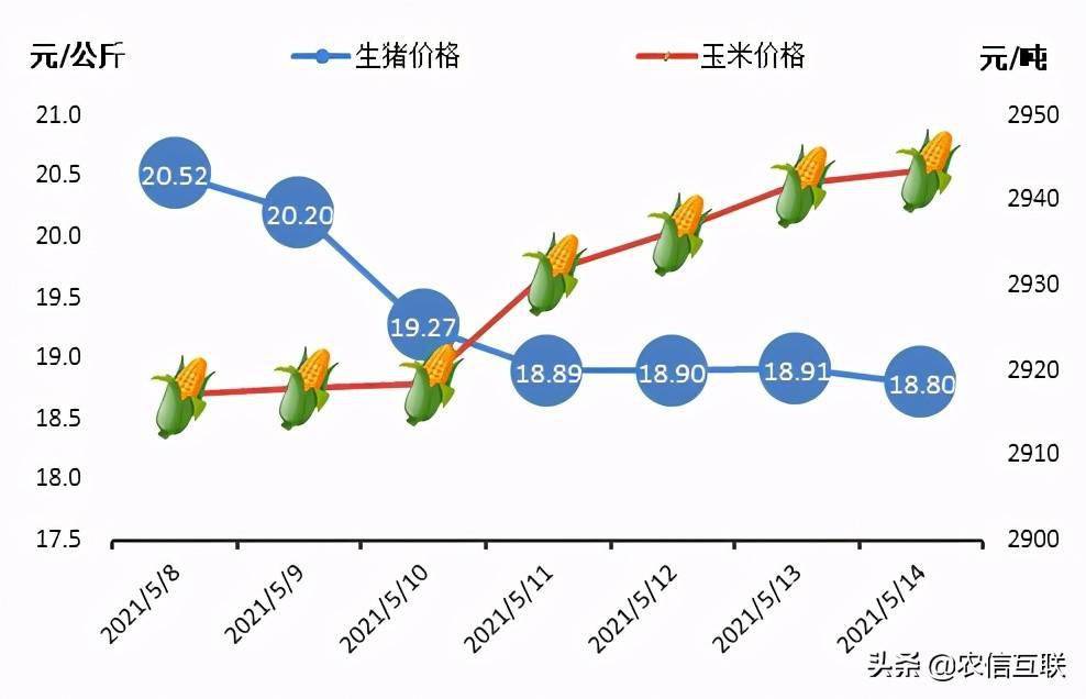 猪肉的价格最新，市场波动、影响因素及未来展望