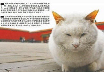 猫咪网最新，探索猫咪世界的奇妙之旅