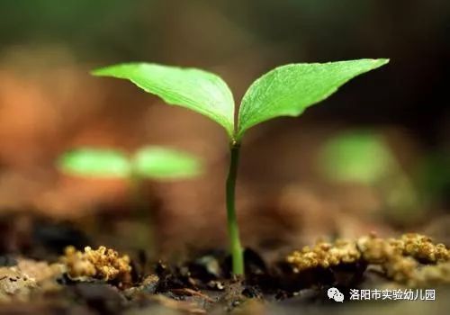 探索最新大棵植物，从科学发现到生态影响