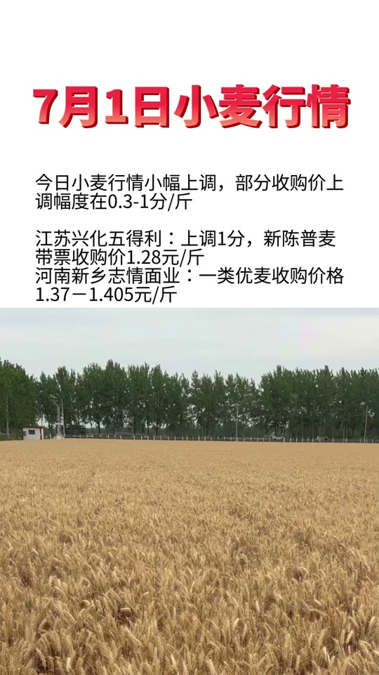 江苏最新小麦价格今天，市场分析与趋势预测