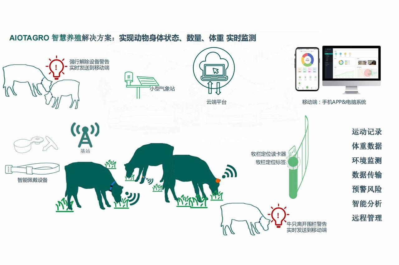 养兔最新技术，提升养殖效率与动物福利的革新策略