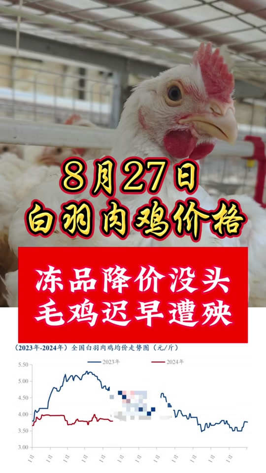 肉毛鸡最新行情，市场波动与未来趋势分析