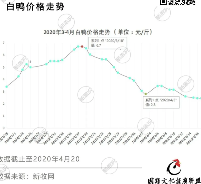 白条鸭最新价格，市场波动与消费趋势分析
