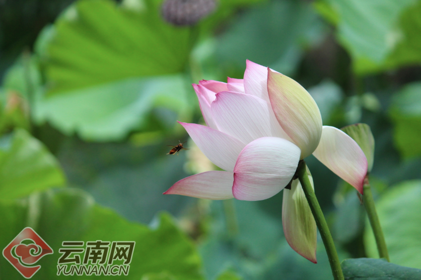昆明翠湖荷花最新，绽放的夏日诗篇